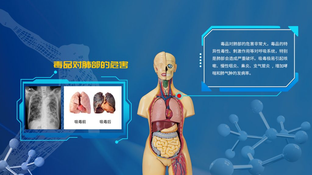 毒品侵害人体展示系统